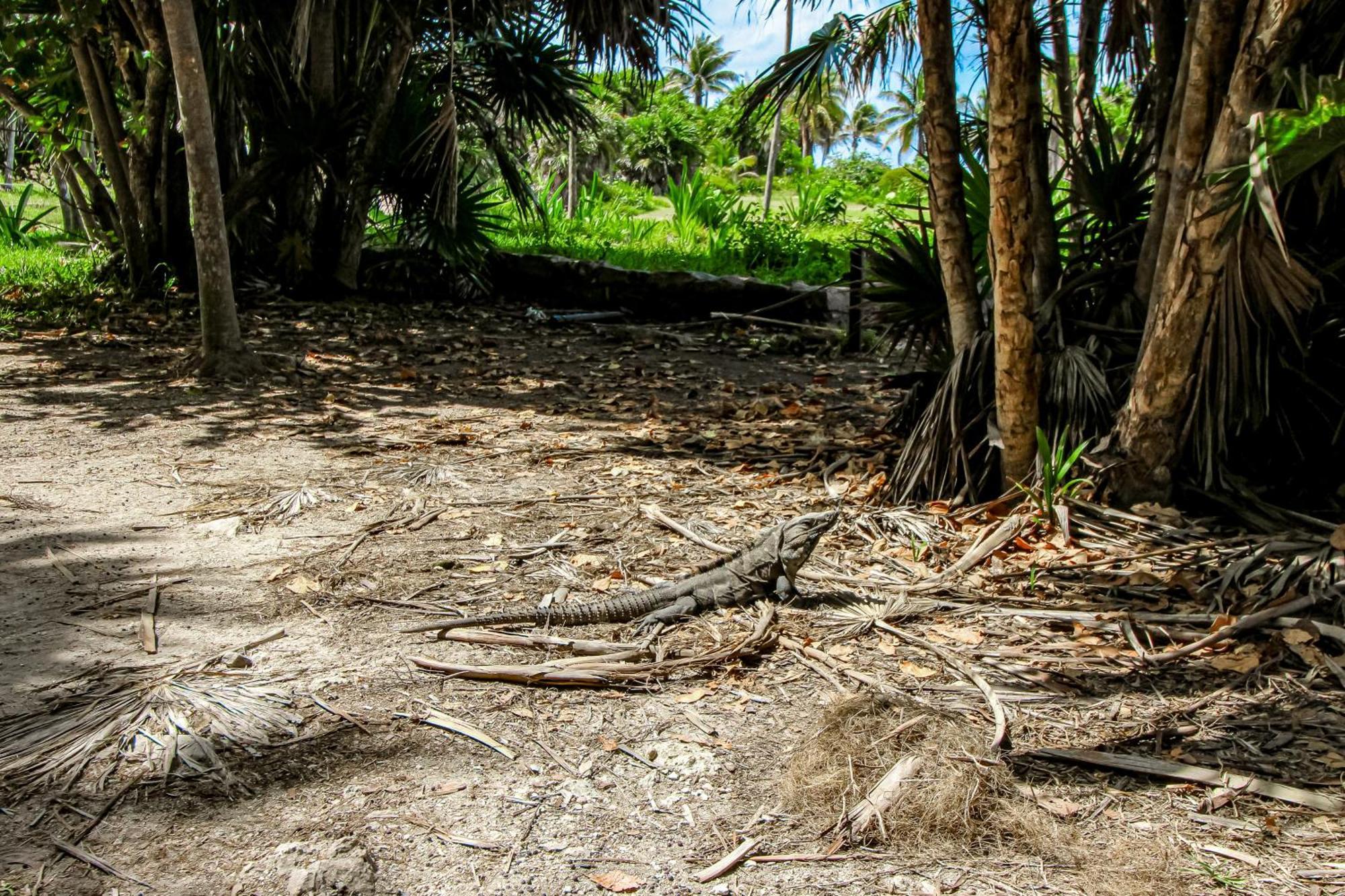 Aldea Zama Hotel Tulum Quarto foto